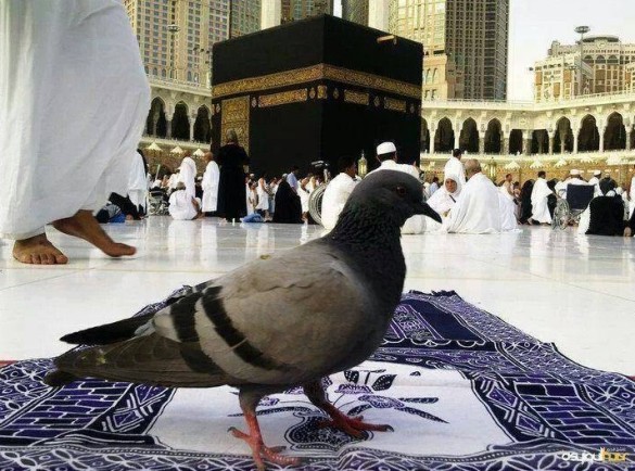 Kaaba-Photos-A-pigeon-sitting-in-Mataf-area-in-Masjid-al-Haram-Mecca-Makkah-Pictures